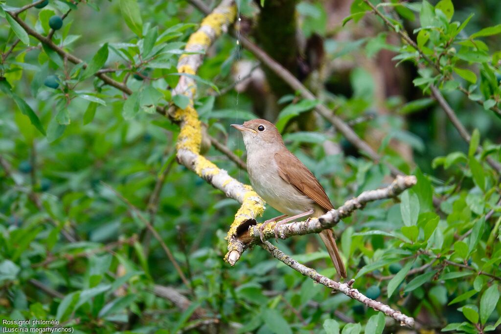 Common Nightingale male adult