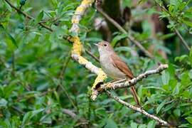 Common Nightingale