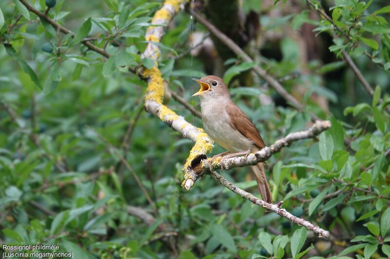 Common Nightingale male adult
