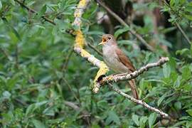 Common Nightingale