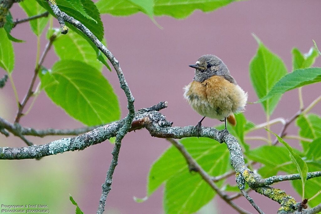 Common Redstart