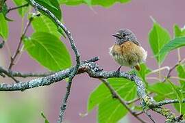 Common Redstart