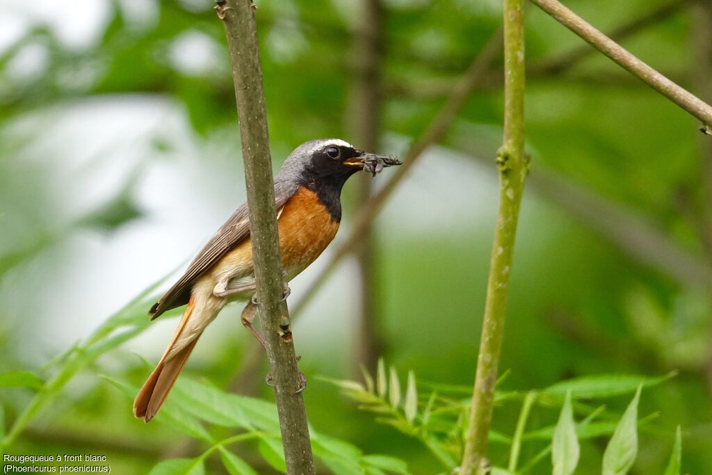 Common Redstart male adult