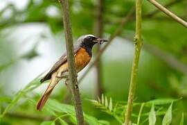 Common Redstart