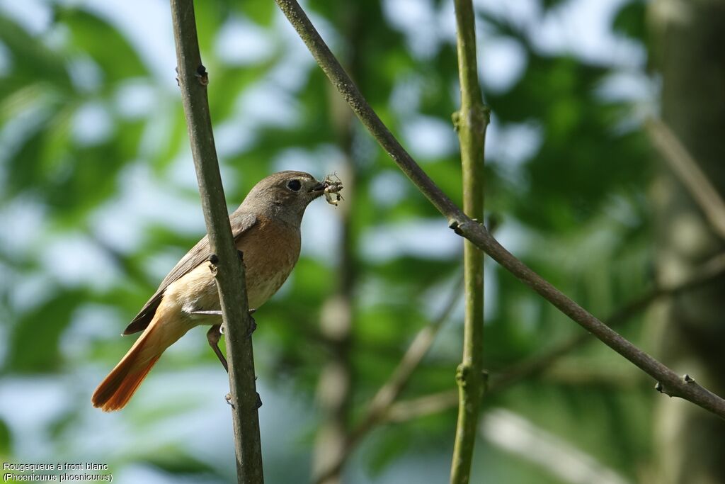 Common Redstart