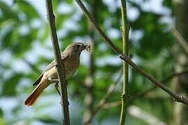 Common Redstart