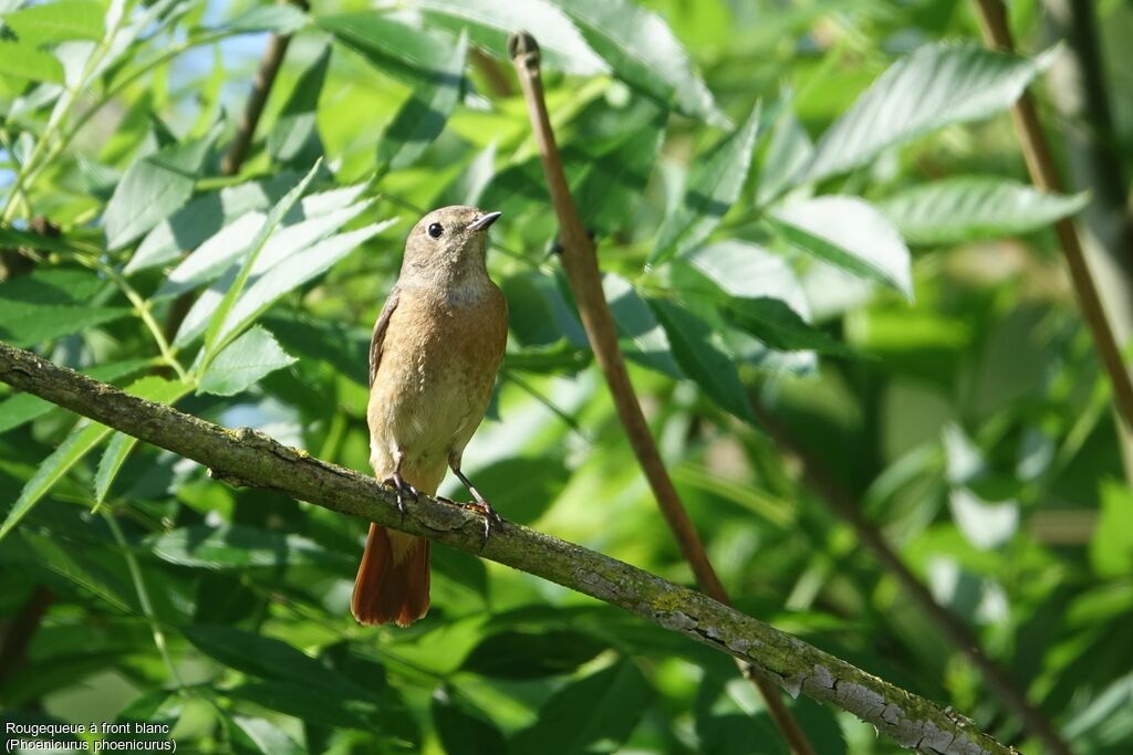 Common Redstart