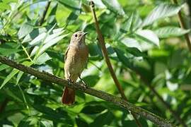 Common Redstart