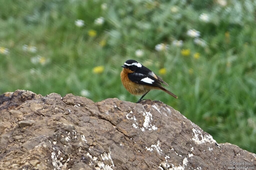 Moussier's Redstart male adult