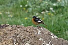 Moussier's Redstart