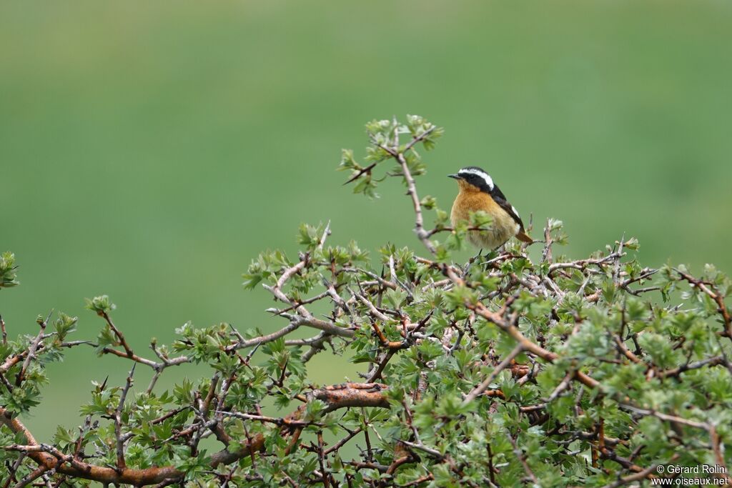 Rougequeue de Moussier