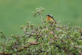 Moussier's Redstart