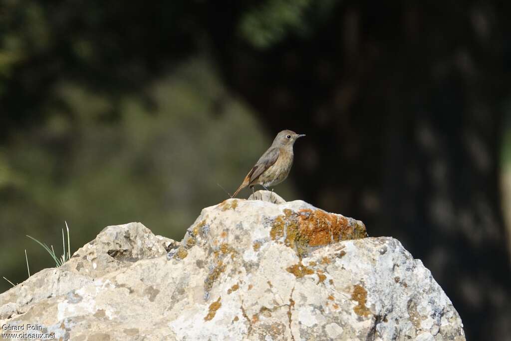 Rougequeue de Moussier femelle adulte nuptial, habitat, pigmentation