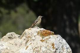 Rougequeue de Moussier