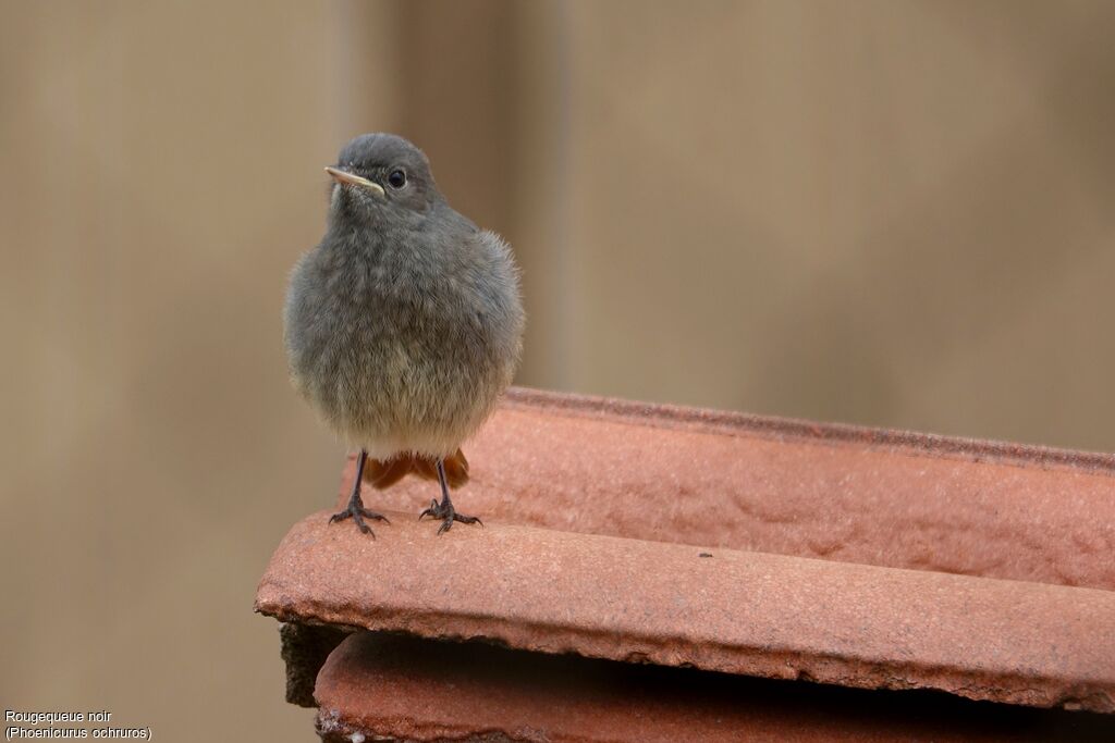 Black Redstart