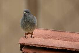 Black Redstart