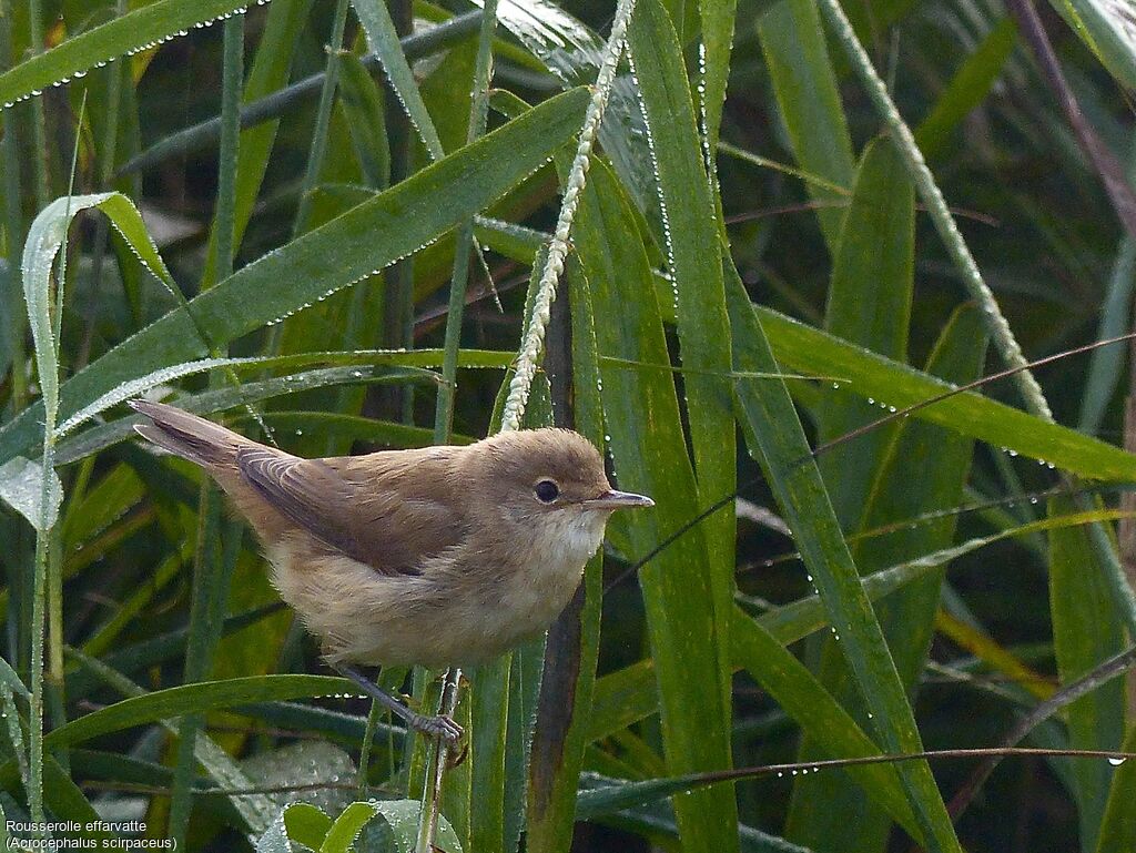 Common Reed Warbler