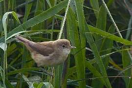 Eurasian Reed Warbler