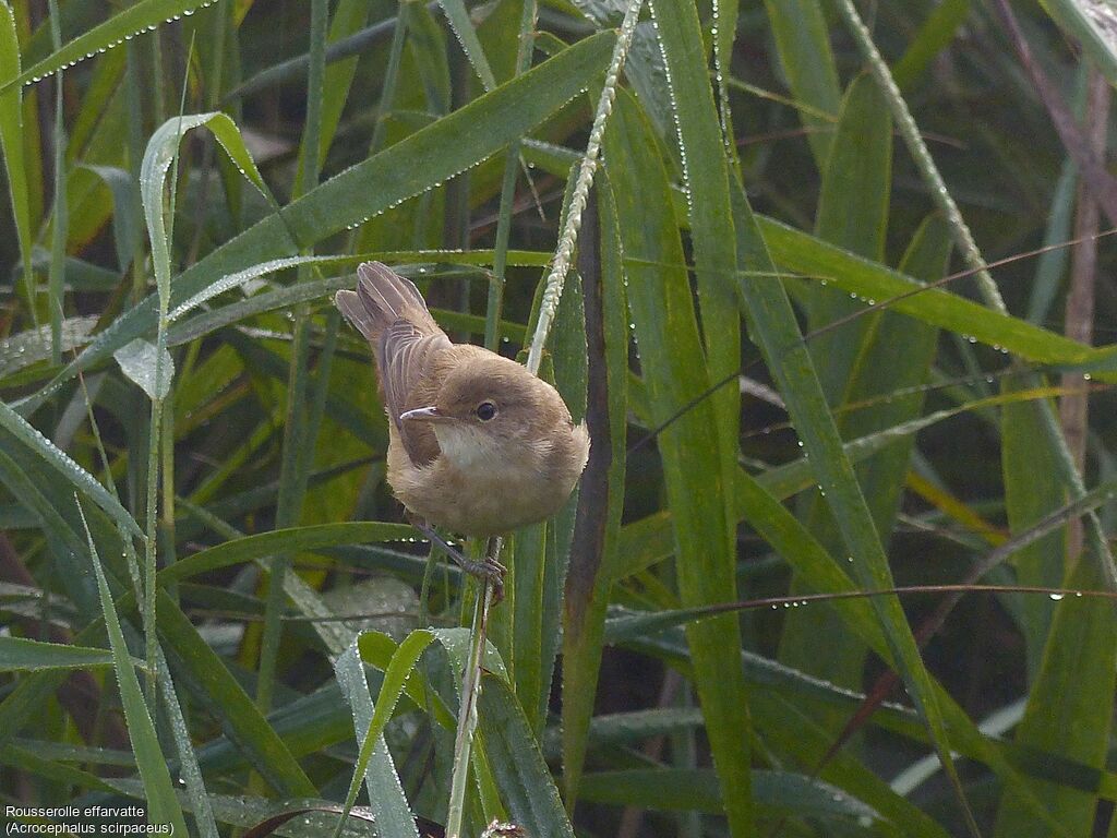 Eurasian Reed Warbler