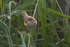 Eurasian Reed Warbler