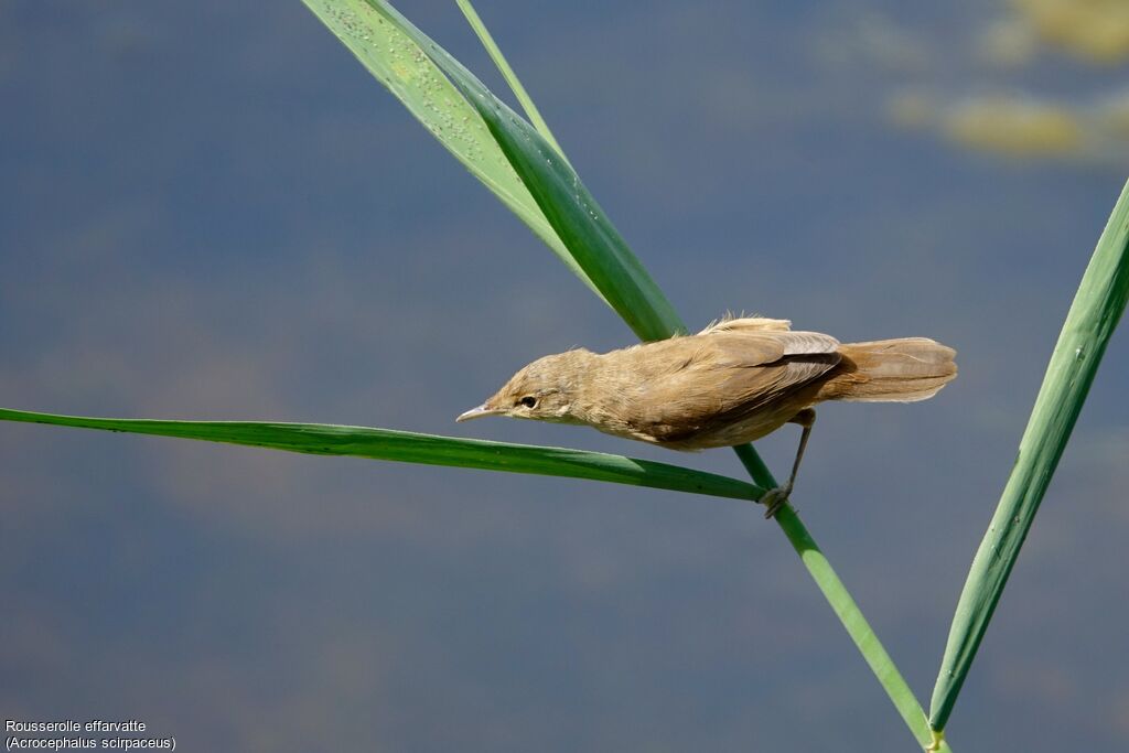 Common Reed Warbler