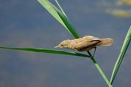 Common Reed Warbler