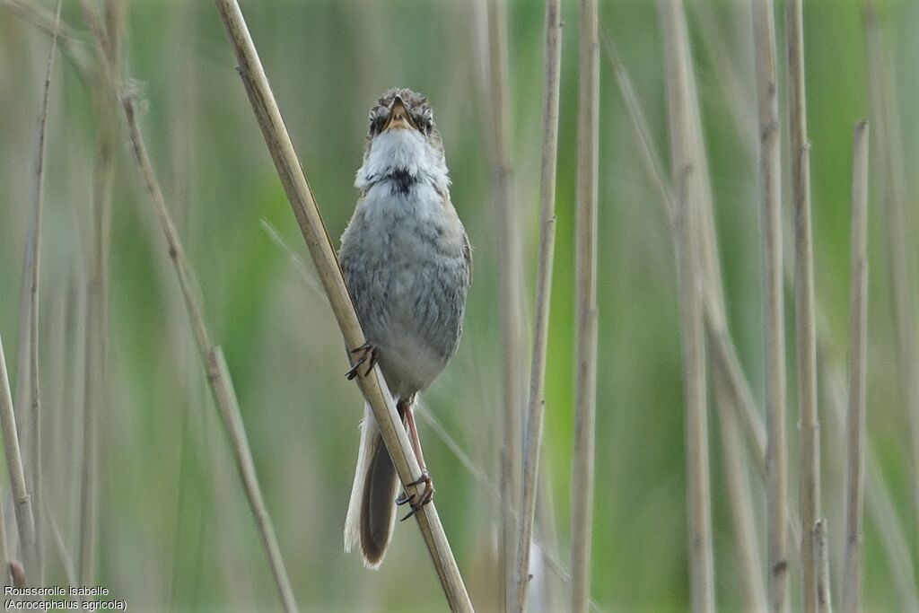 Paddyfield Warbler male