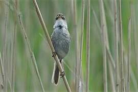 Paddyfield Warbler