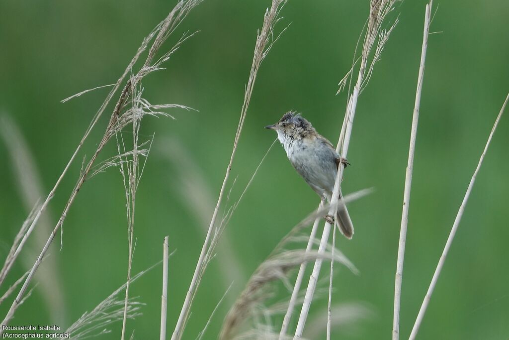 Paddyfield Warbler male