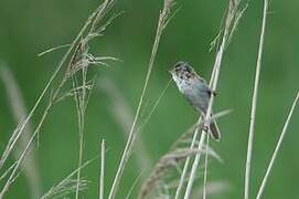 Paddyfield Warbler