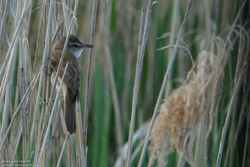 Great Reed Warbler