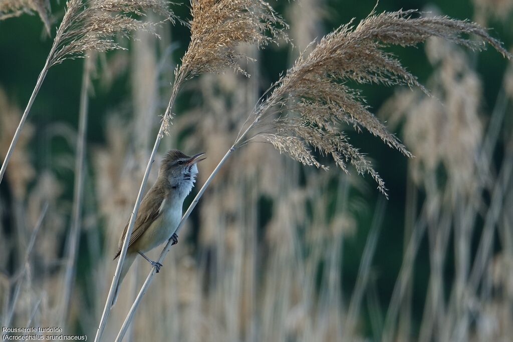 Great Reed Warbler