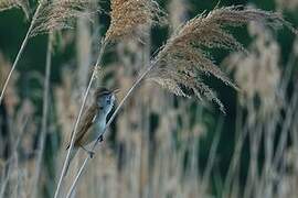 Great Reed Warbler