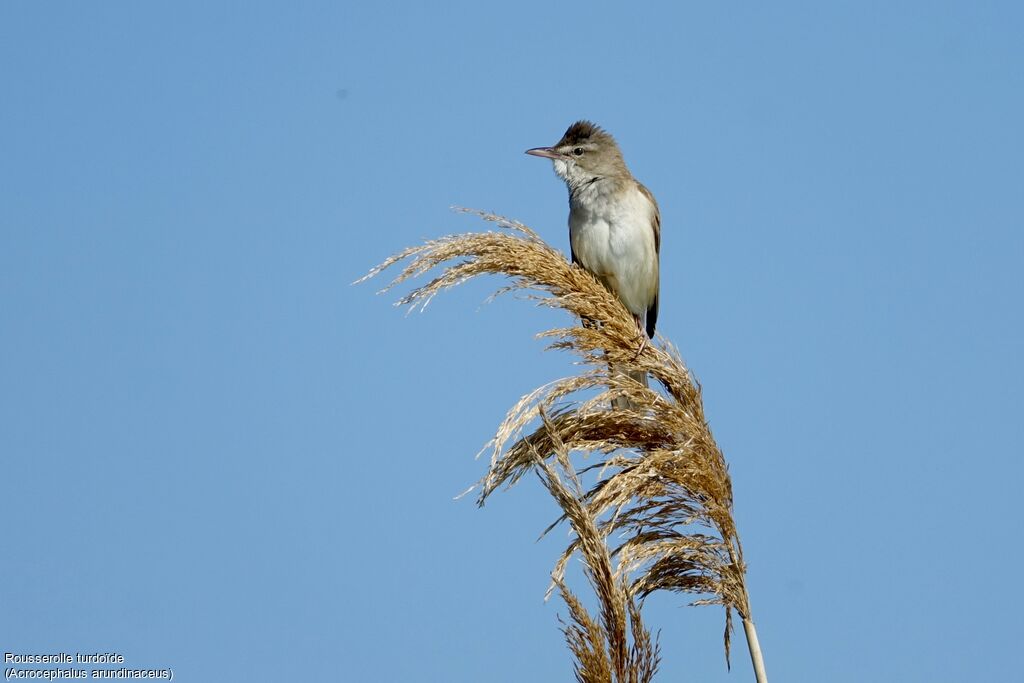 Great Reed Warbler