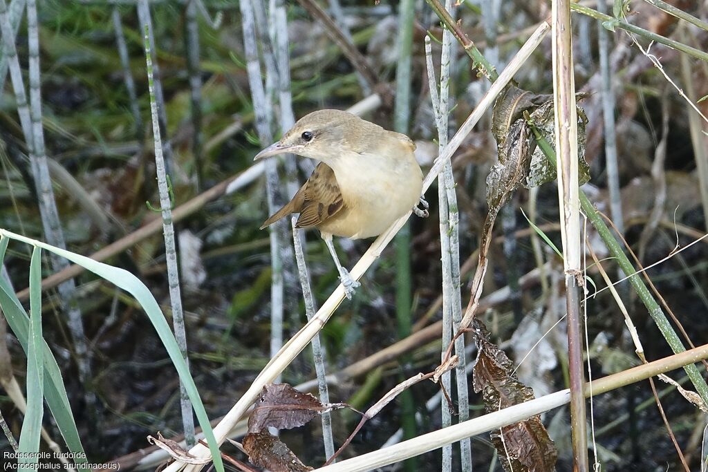 Great Reed Warbler