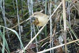 Great Reed Warbler