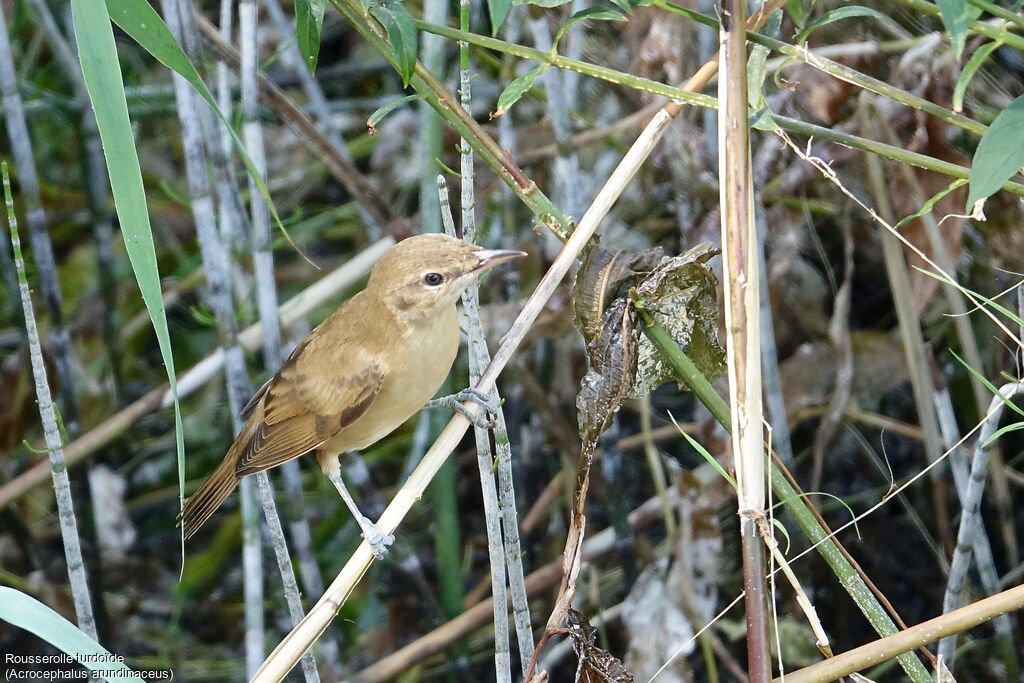 Great Reed Warbler