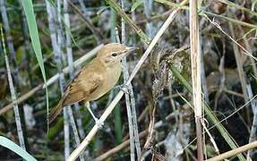 Great Reed Warbler