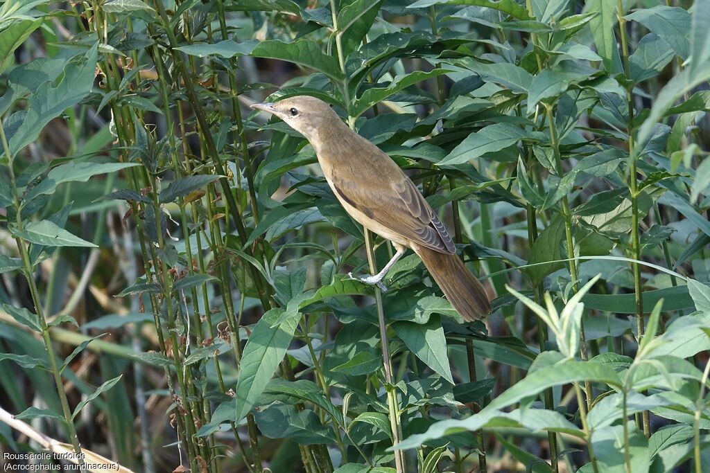 Great Reed Warbler