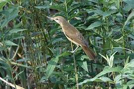 Great Reed Warbler