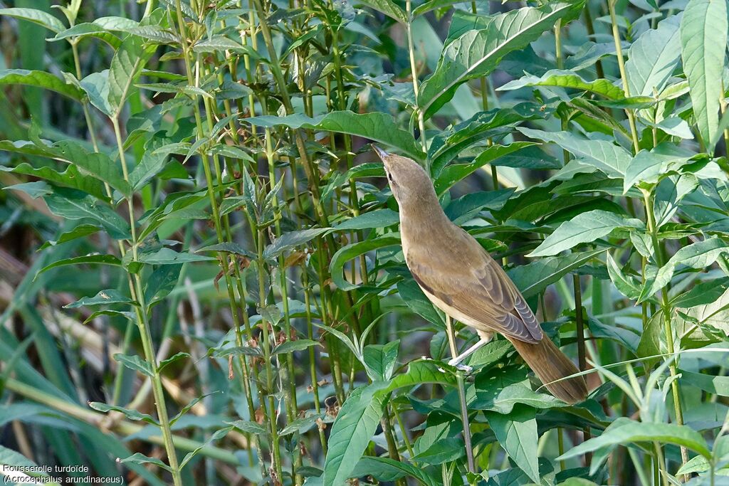 Great Reed Warbler