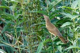 Great Reed Warbler