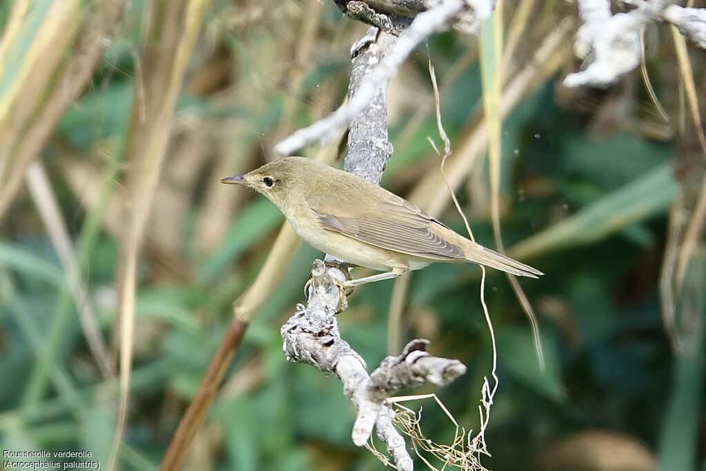 Marsh Warbler