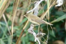 Marsh Warbler