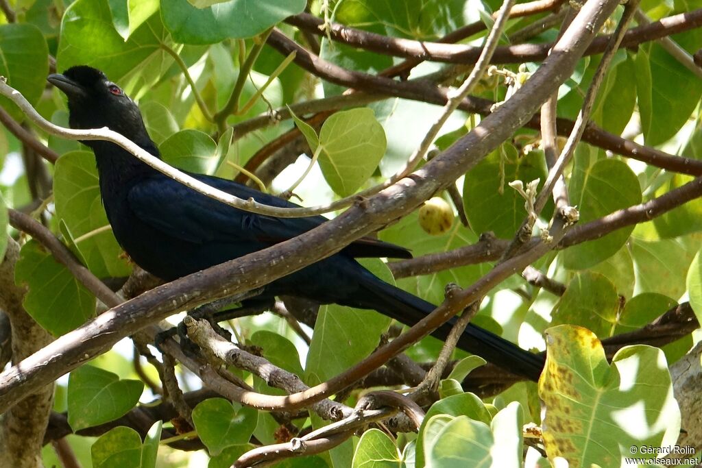 Bristle-crowned Starling