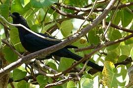 Bristle-crowned Starling