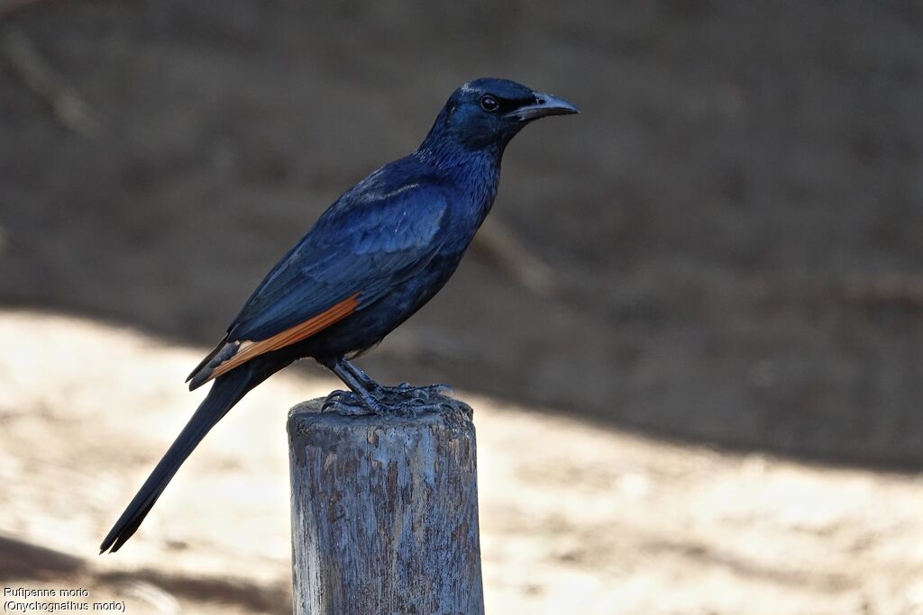 Red-winged Starling