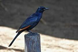 Red-winged Starling