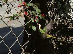 White-eared Hummingbird