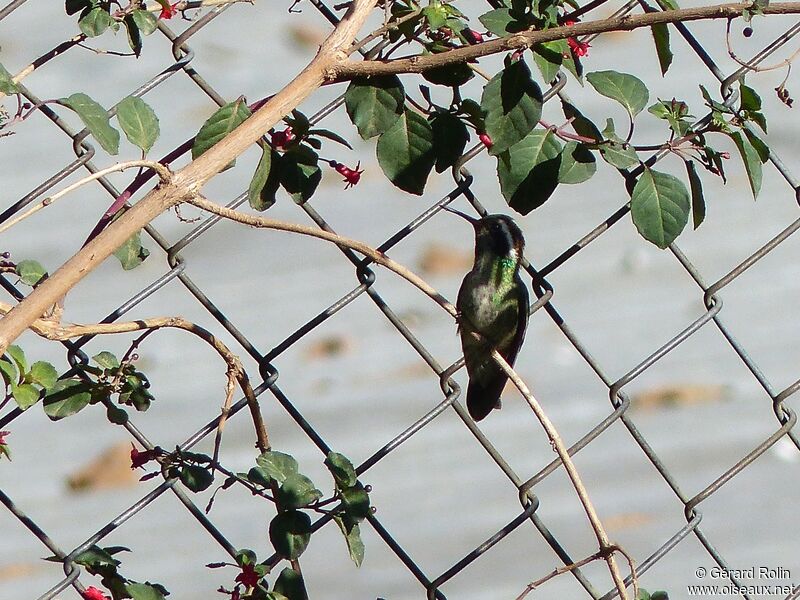 White-eared Hummingbird